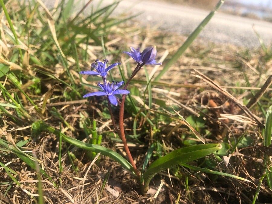 Scilla vindobonensis flower