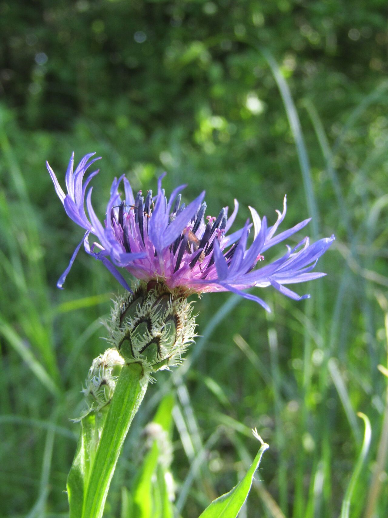 Centaurea pichleri — houseplant care guide