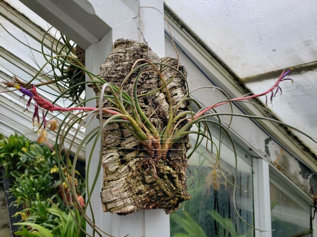 Tillandsia festucoides habit