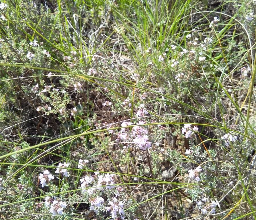 Stipa eriocaulis — search result for 'Stipa'