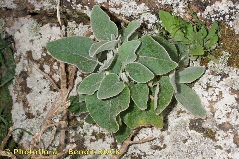 Sideritis pumila habit