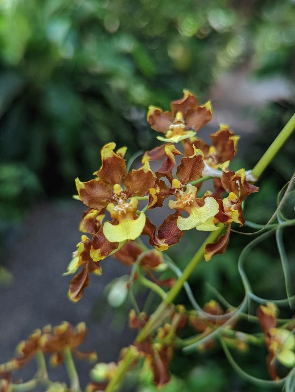 Oncidium planilabre flower