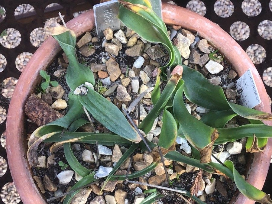 Prospero obtusifolium — related species from the same genus