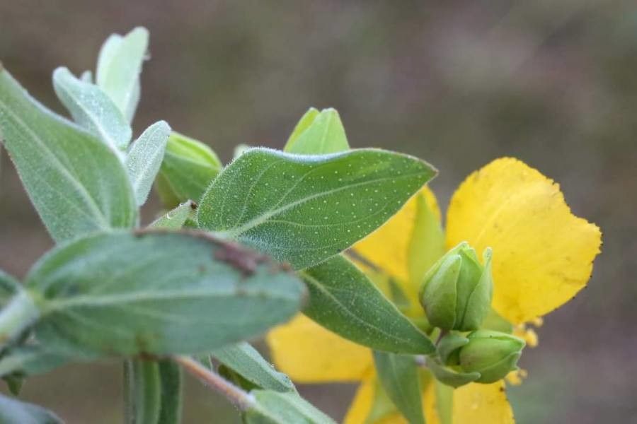 Hypericum cerastioides — search result for 'Hypericaceae'