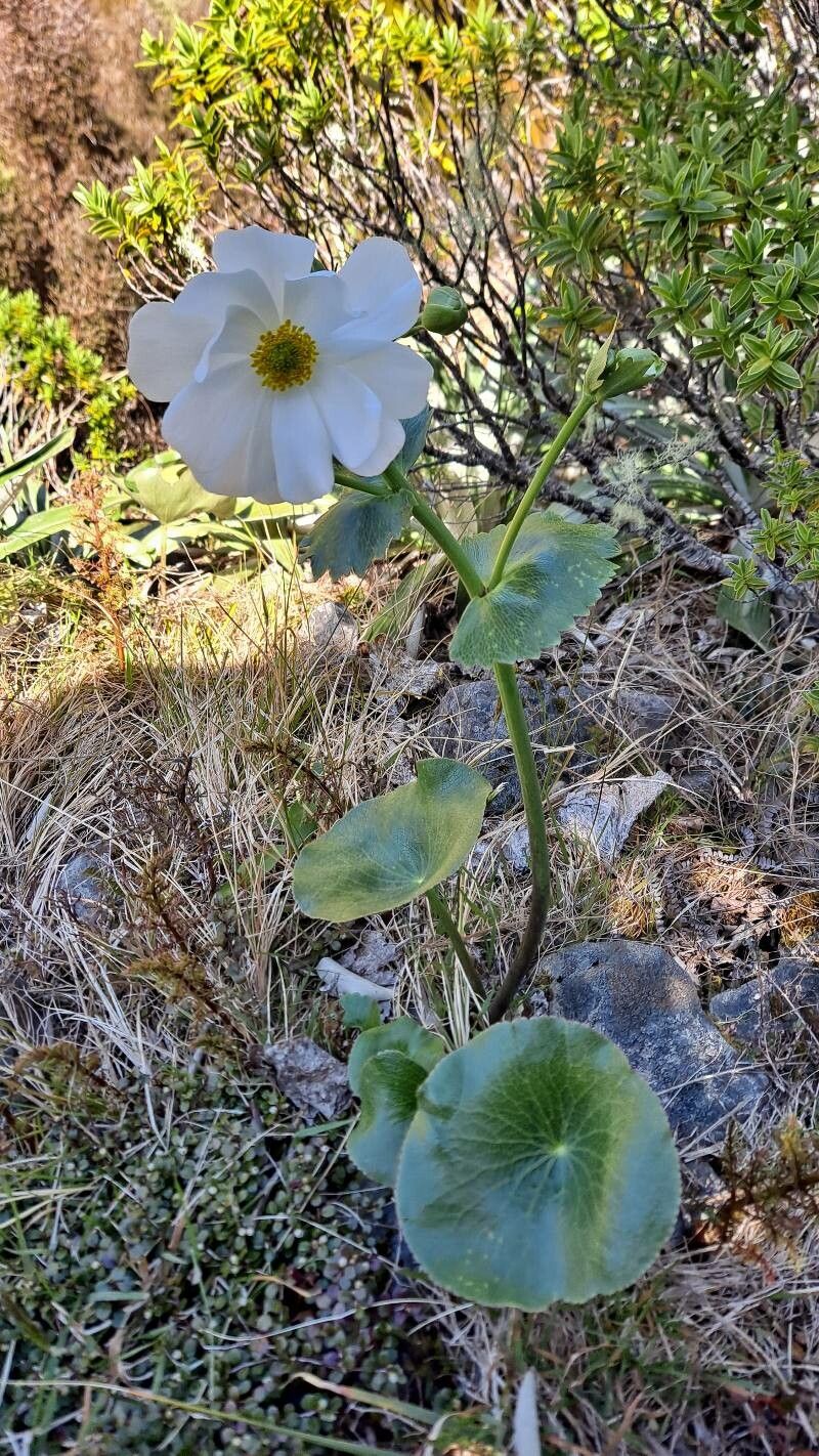 Ranunculus lyallii habit