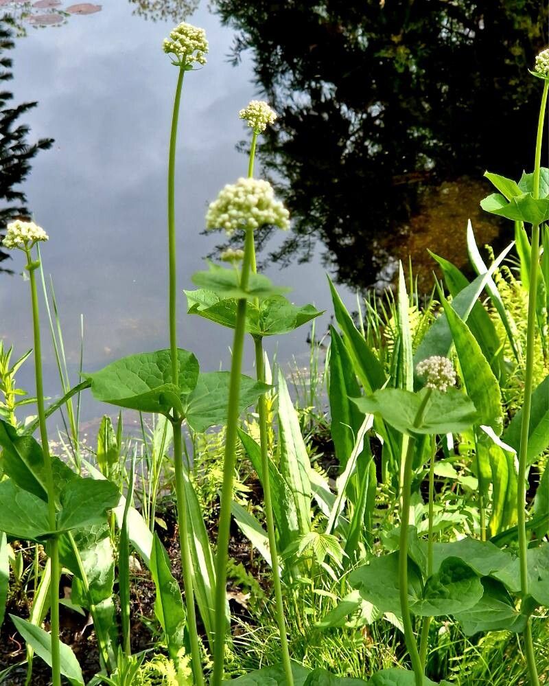 Valeriana alliariifolia habit