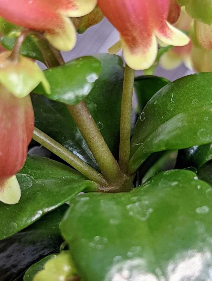 Kalanchoe miniata bark