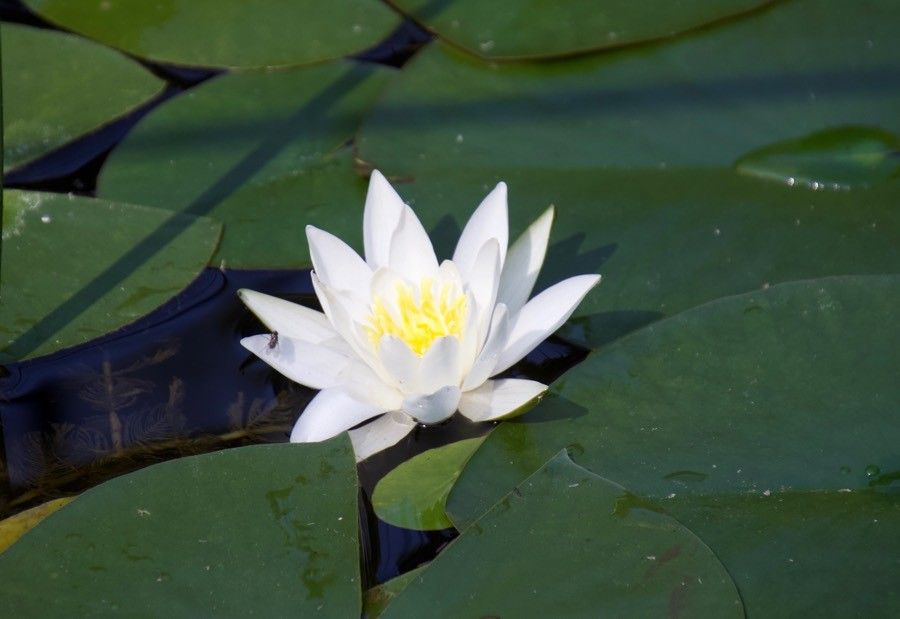 Nymphaea alba flower
