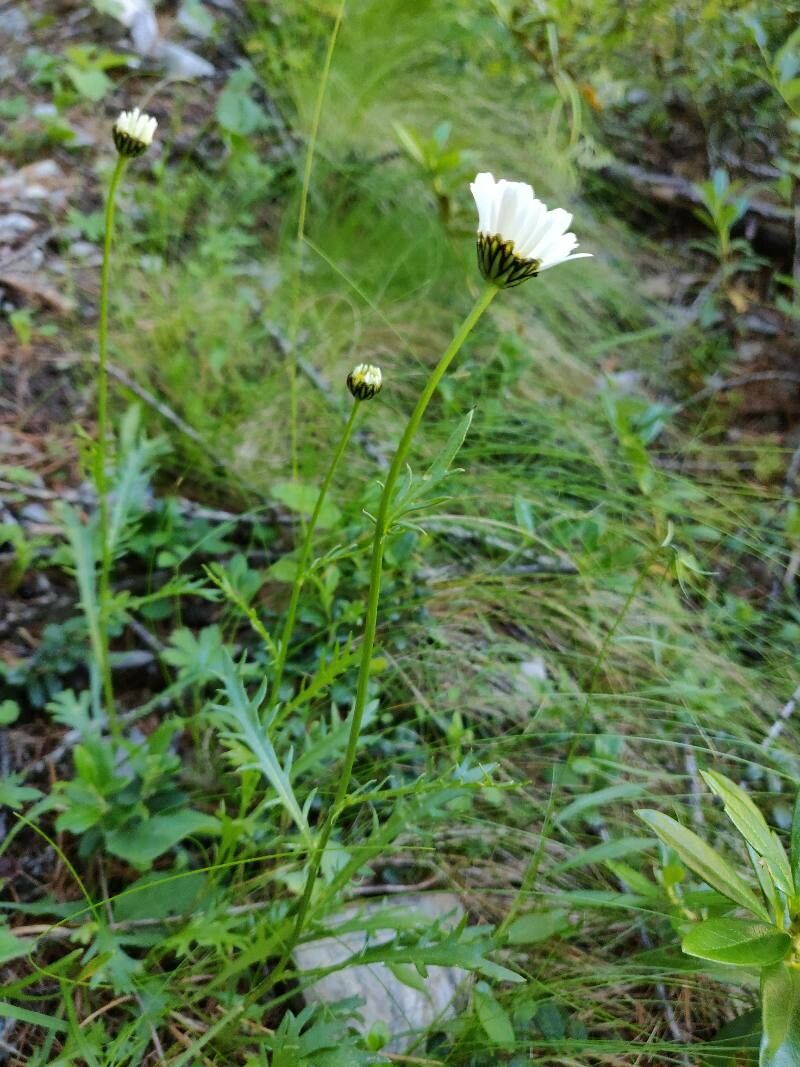 Leucanthemum coronopifolium