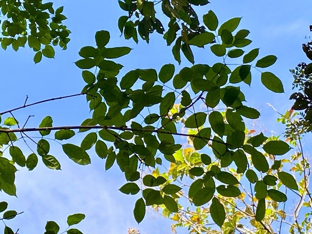 Platymiscium curuense — related species from the same genus