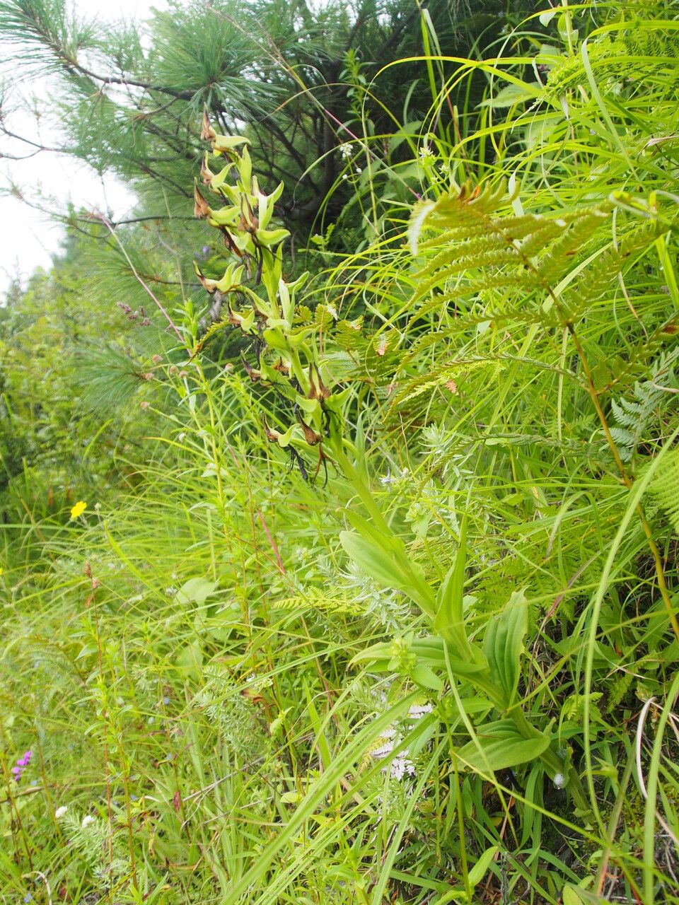 Habenaria pectinata habit
