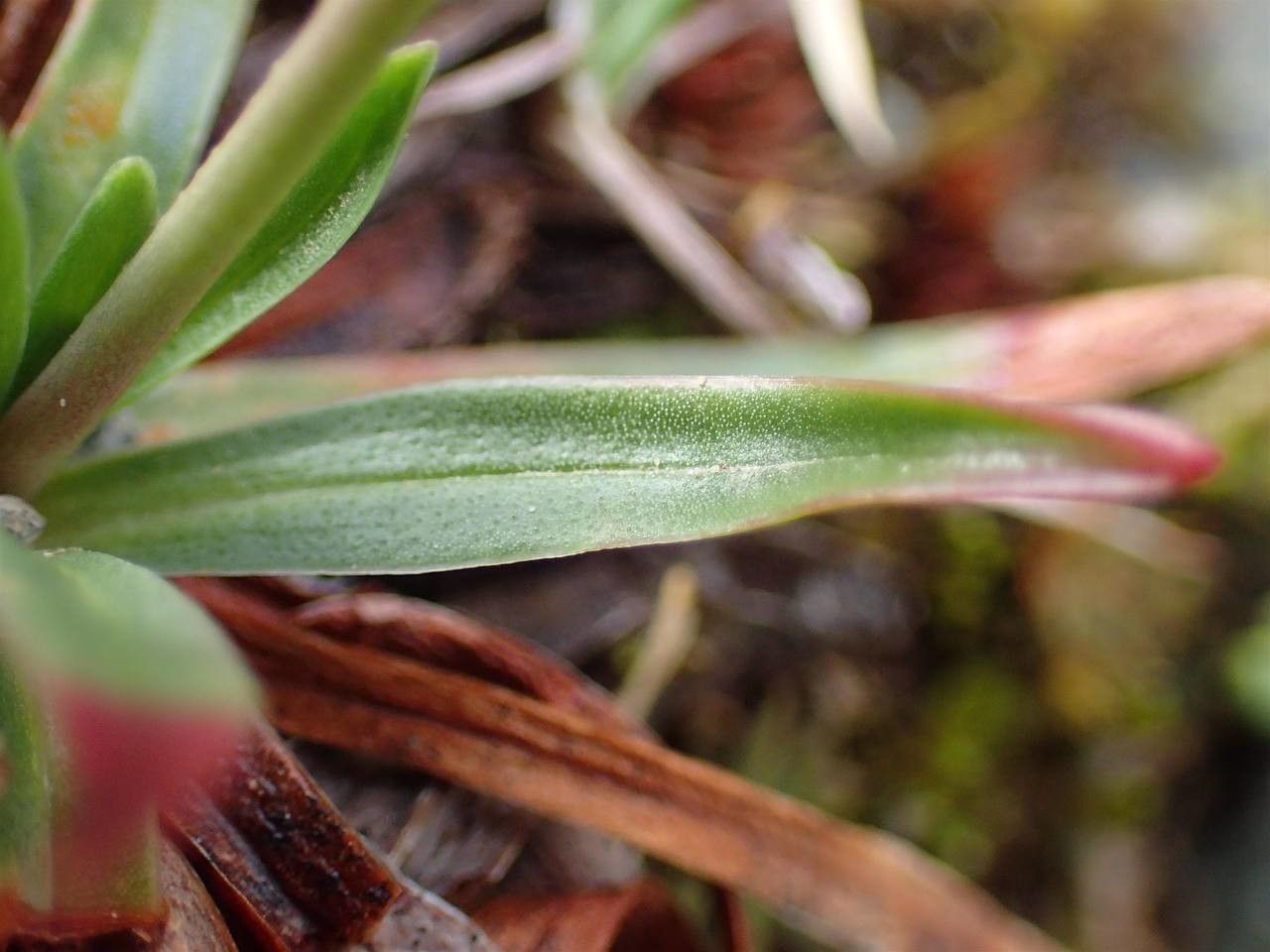 Armeria alpina leaf