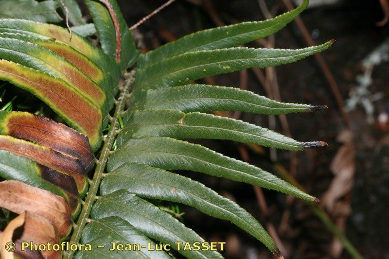 Polystichum falcinellum other