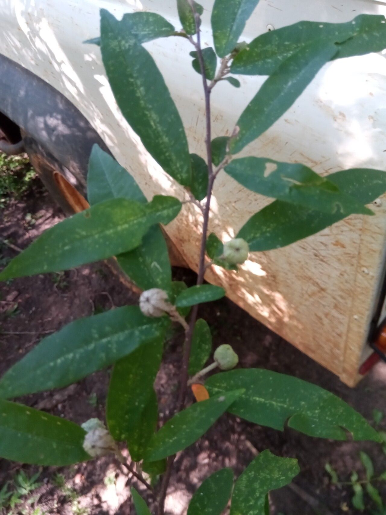 Croton elaeagni — houseplant care guide