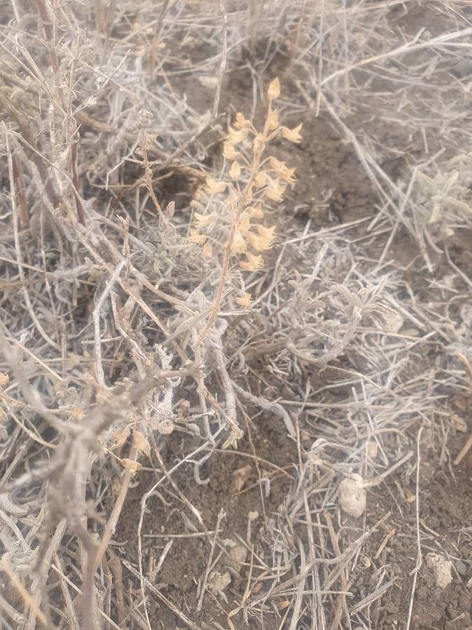 Coleus xylopodus flower