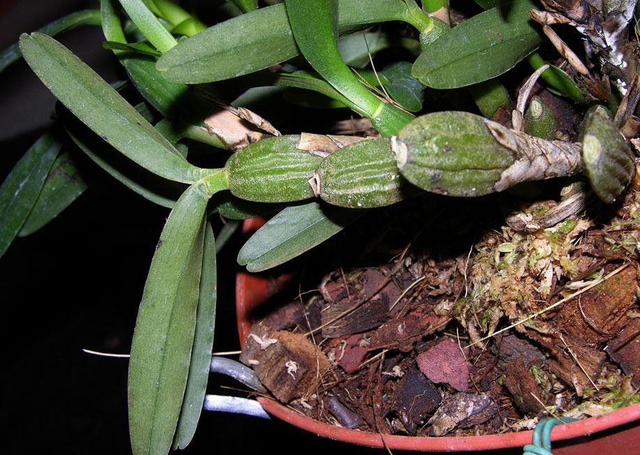 Maxillaria friedrichsthalii other