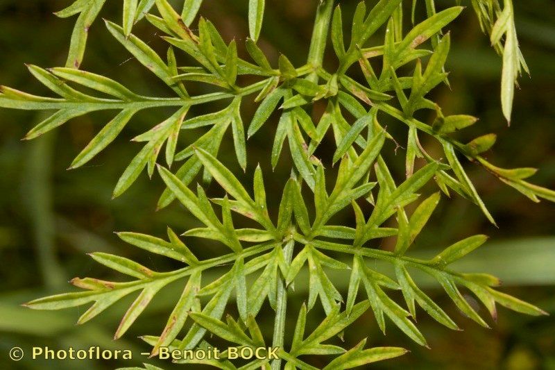 Selinum broteroi leaf