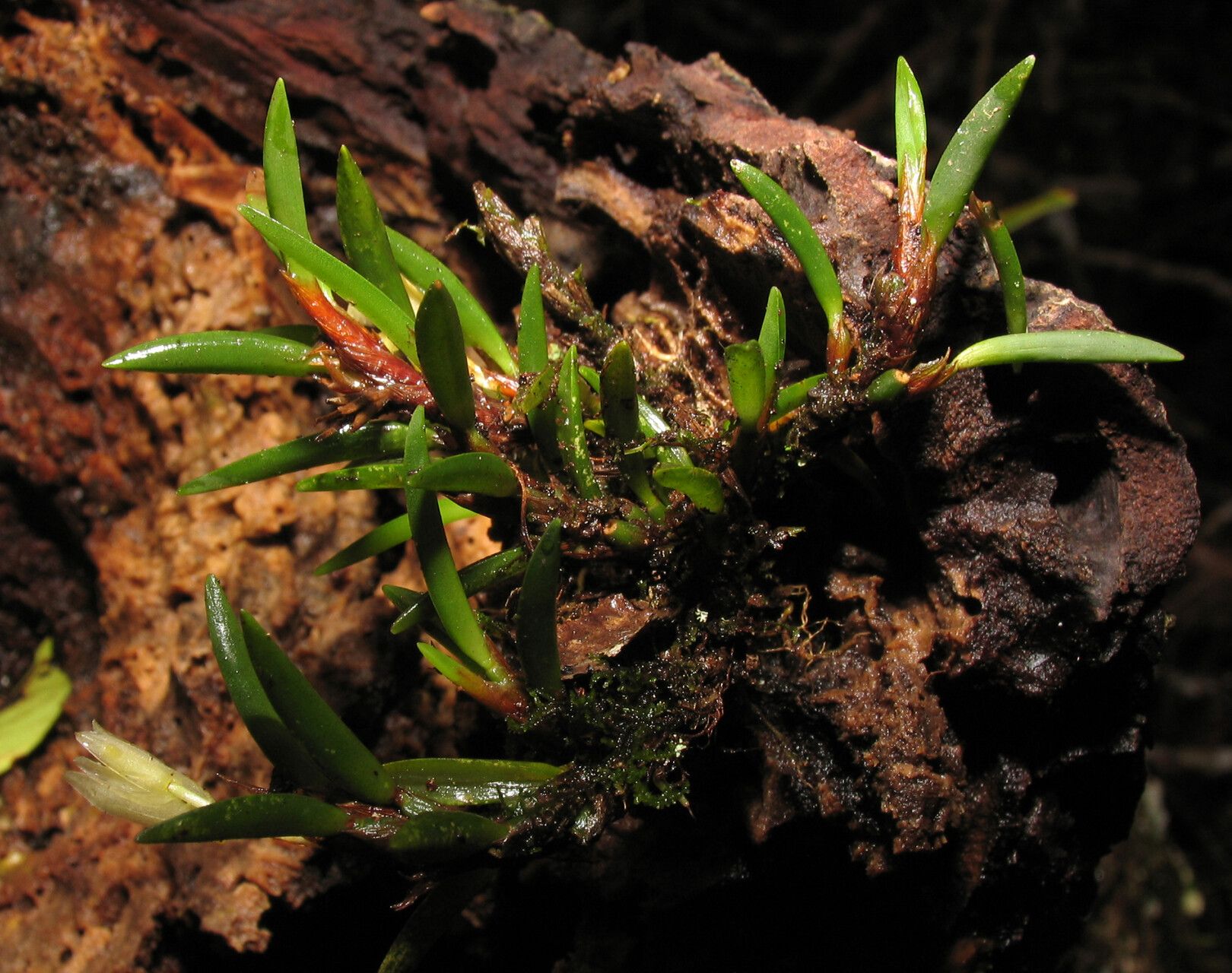 Maxillaria uncata habit