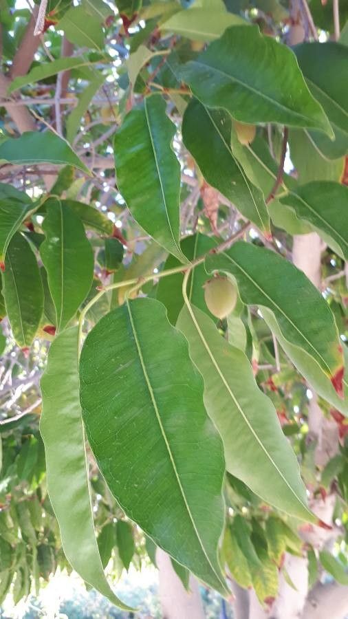 Mimusops elengi leaf