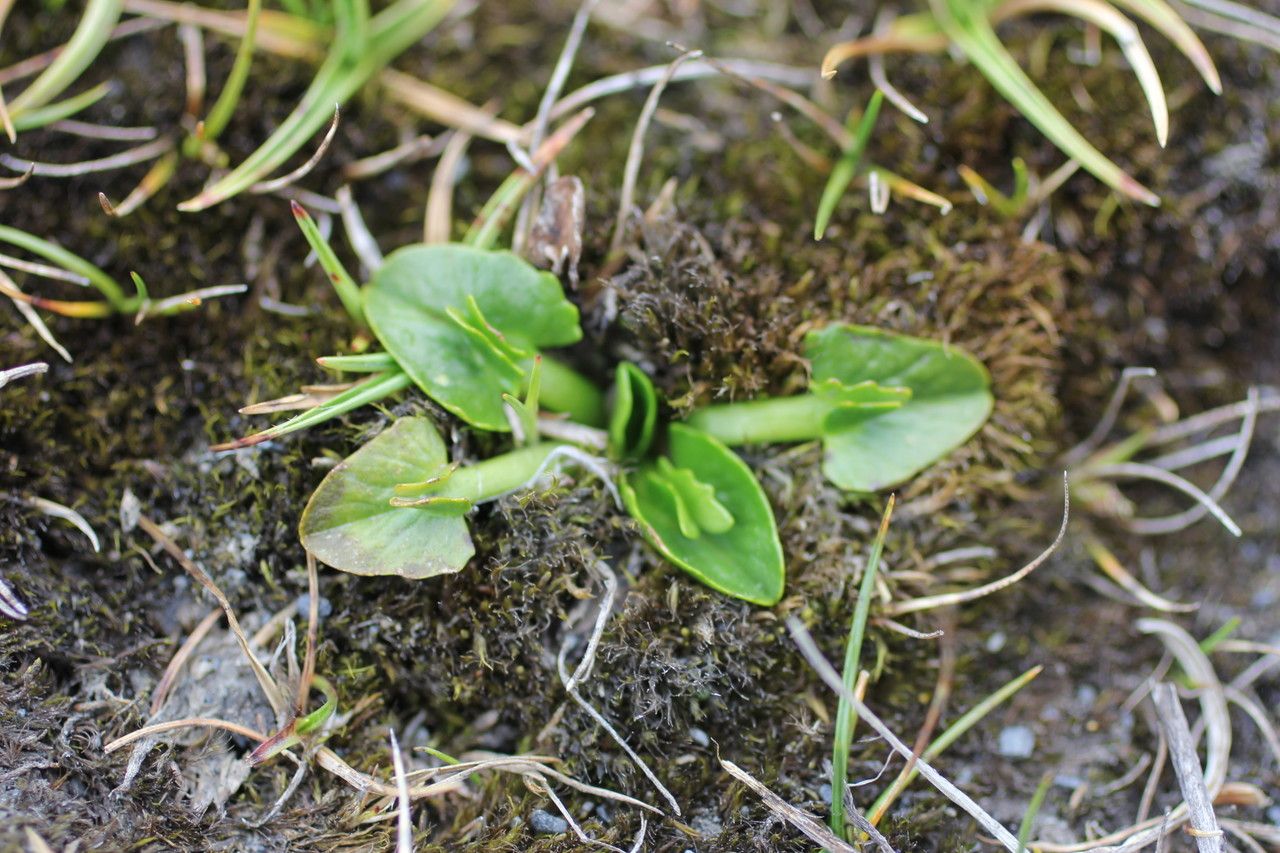 Caltha sagittata habit