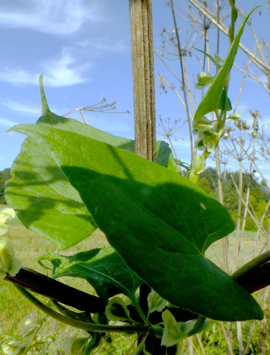 Fallopia dumetorum leaf