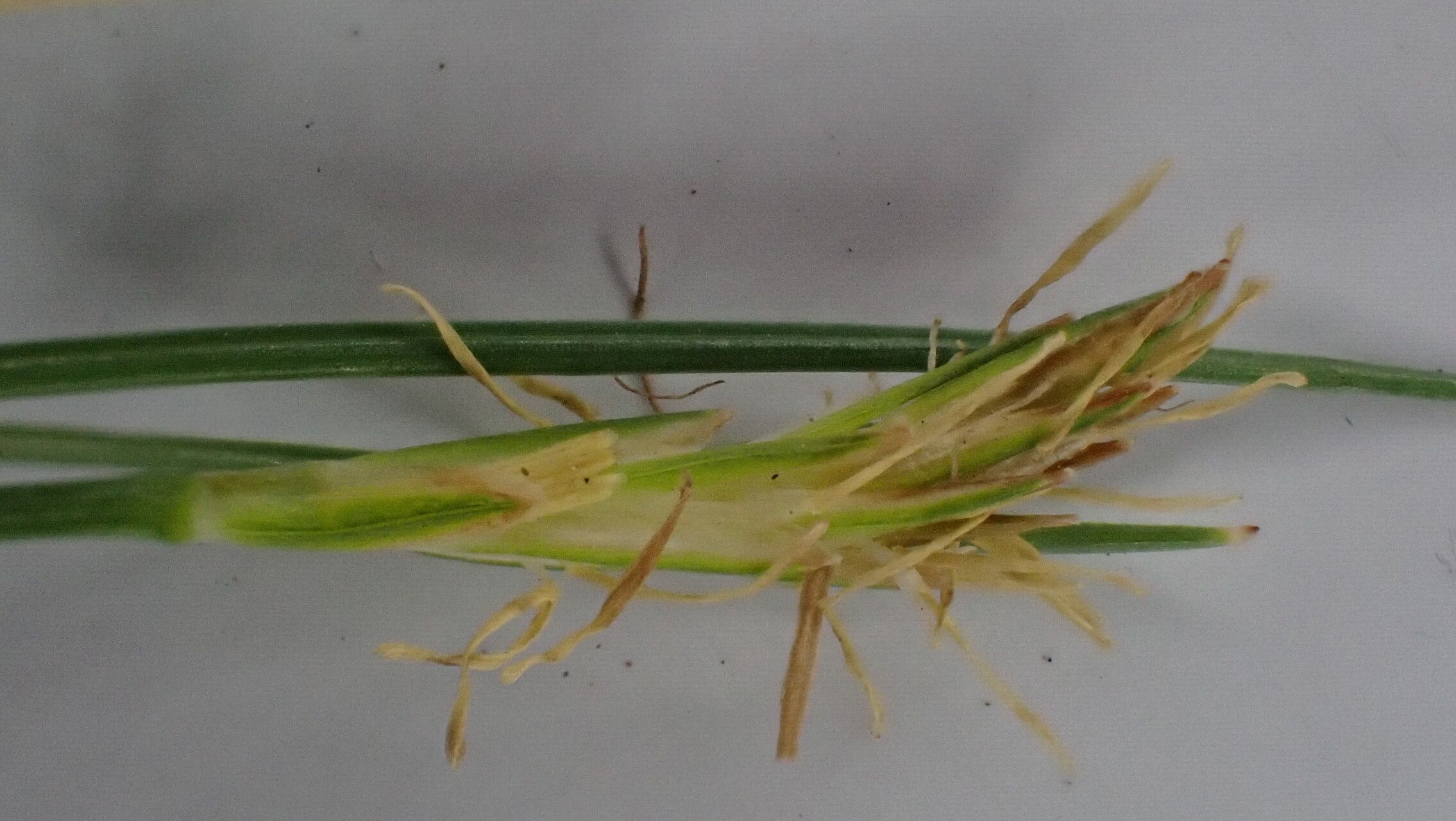 Carex unciniiformis — houseplant care guide