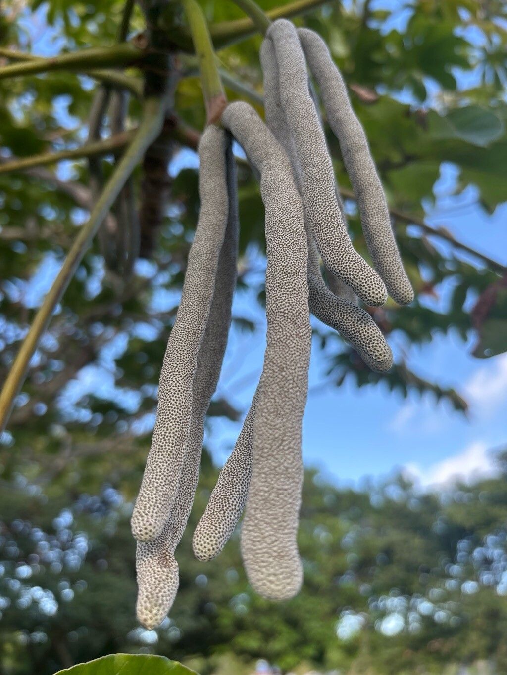 Cecropia concolor fruit
