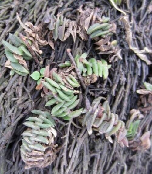 Schoenorchis scolopendria habit