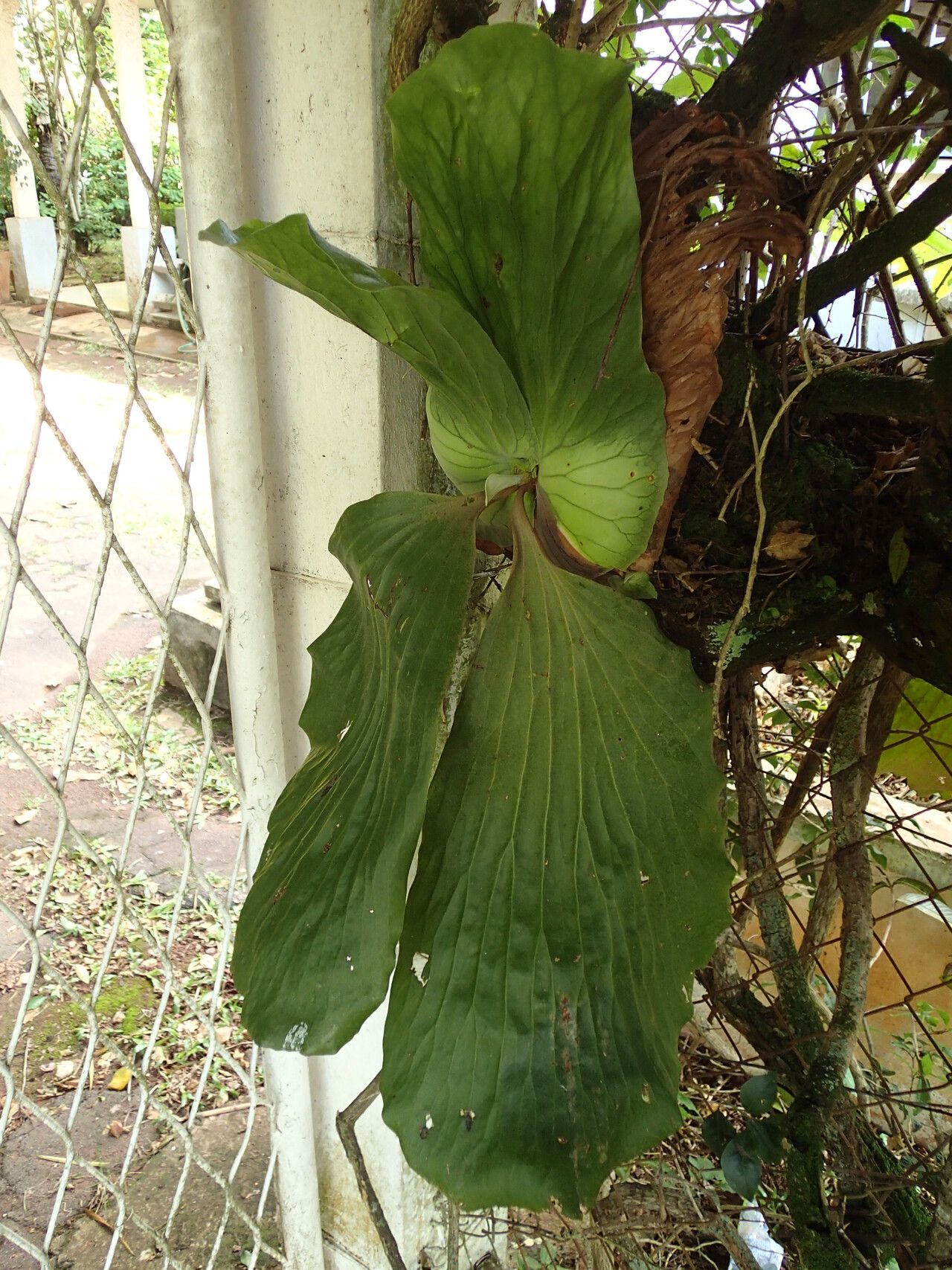 Platycerium elephantotis habit