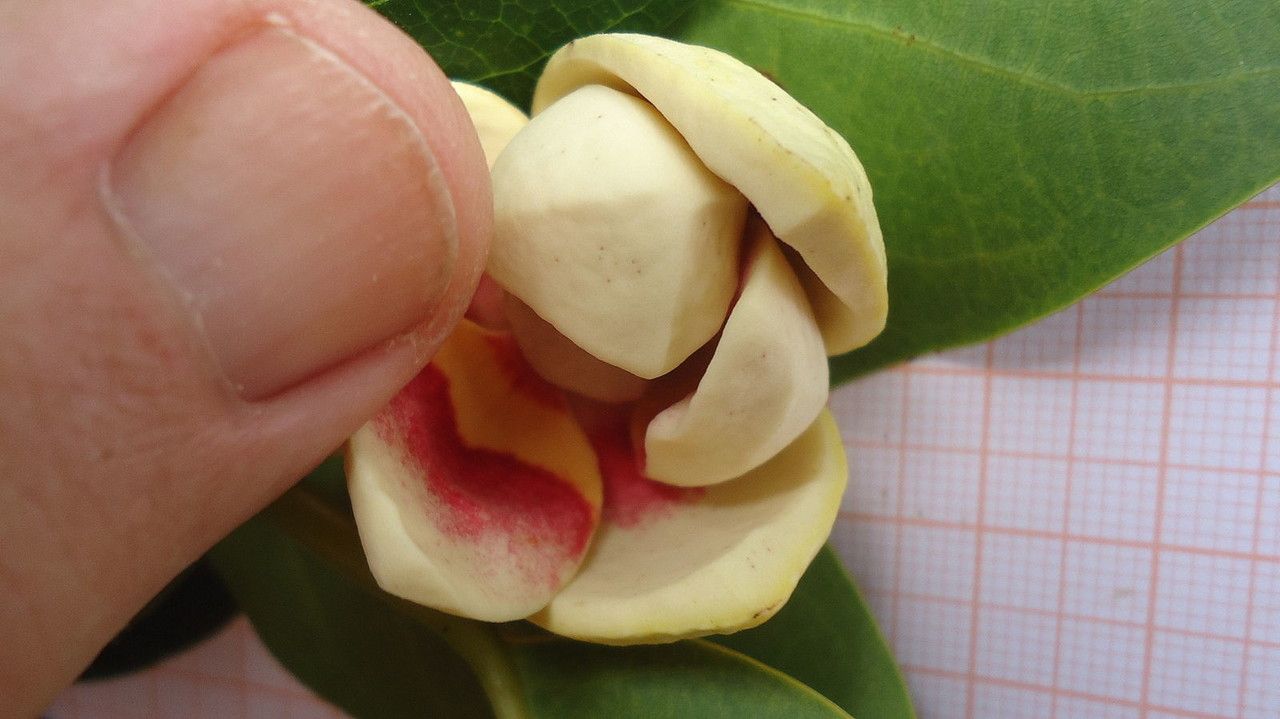 Annona glabra flower