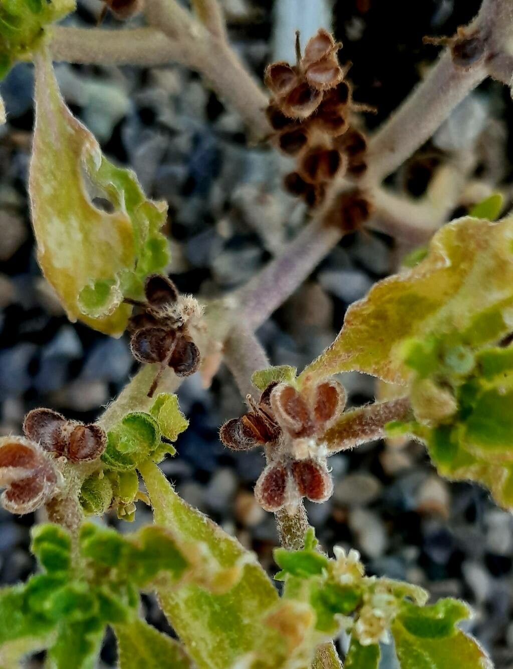 Anastatica hierochuntica fruit