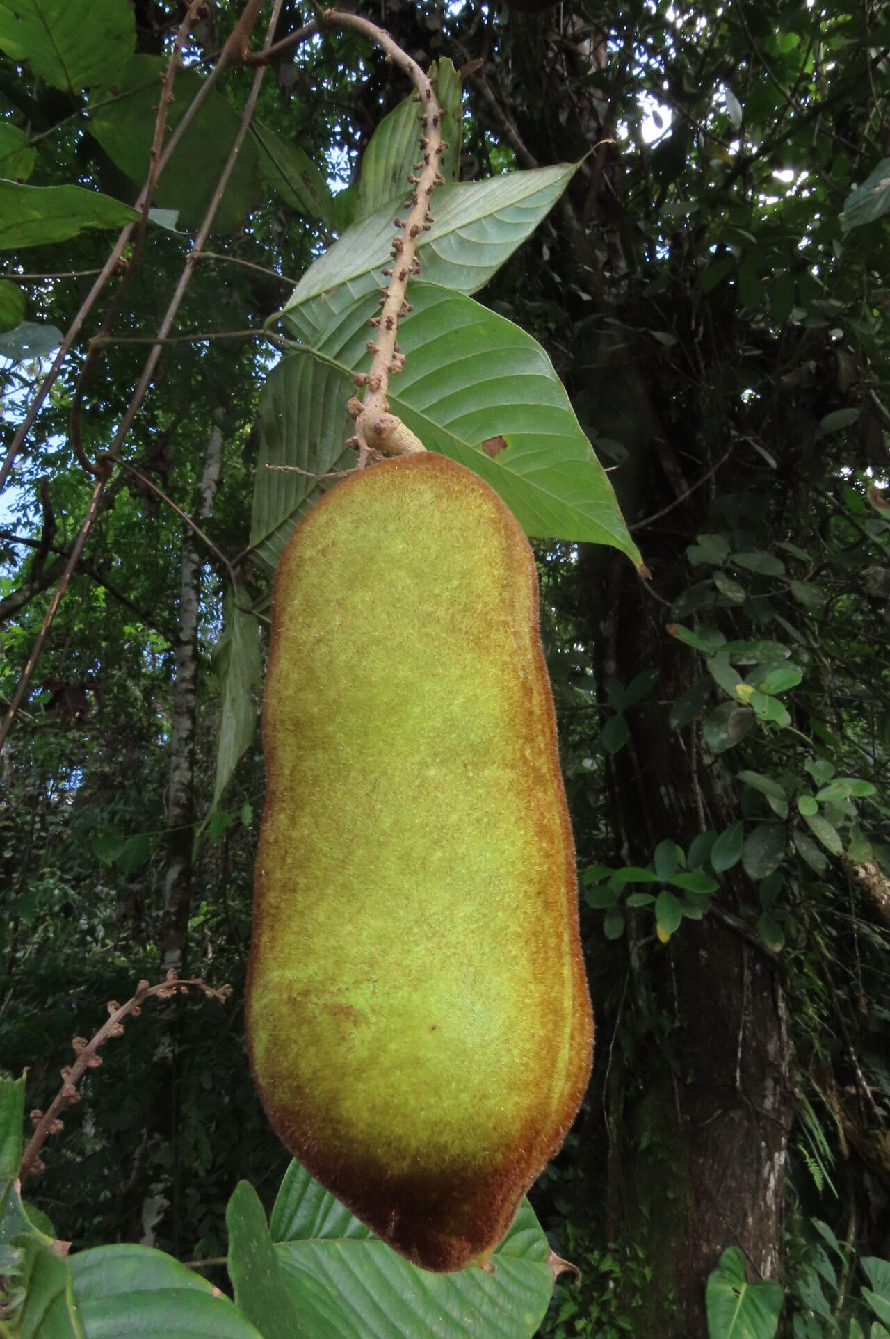 Dioclea malacocarpa fruit