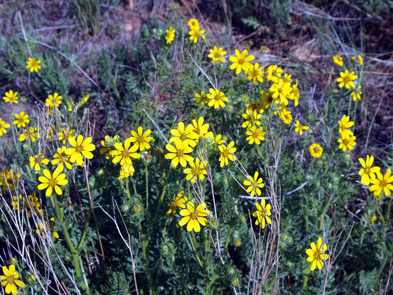 Coreopsis palmata habit