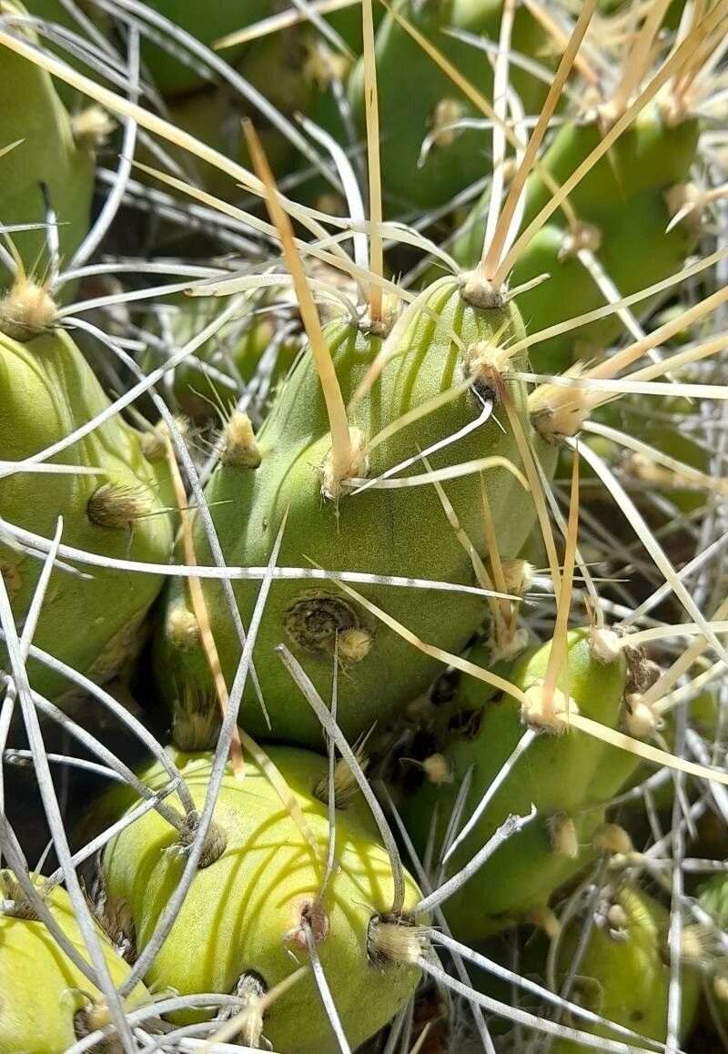 Maihueniopsis molfinoi leaf