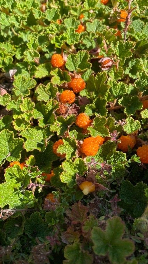 Rubus tricolor flower