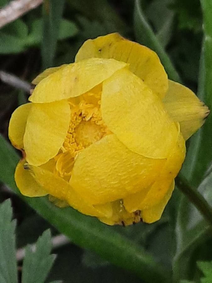 Trollius europaeus flower