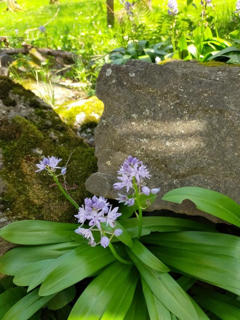 Scilla lilio-hyacinthus — search result for 'Scilla'