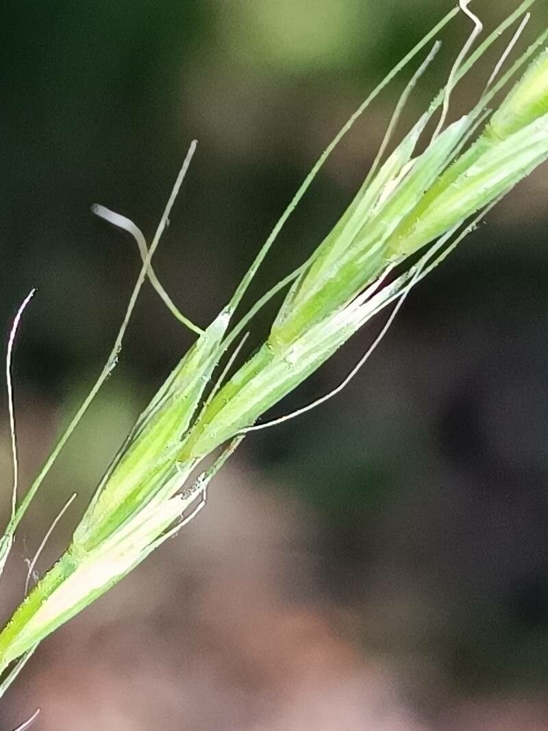 Elymus caninus flower