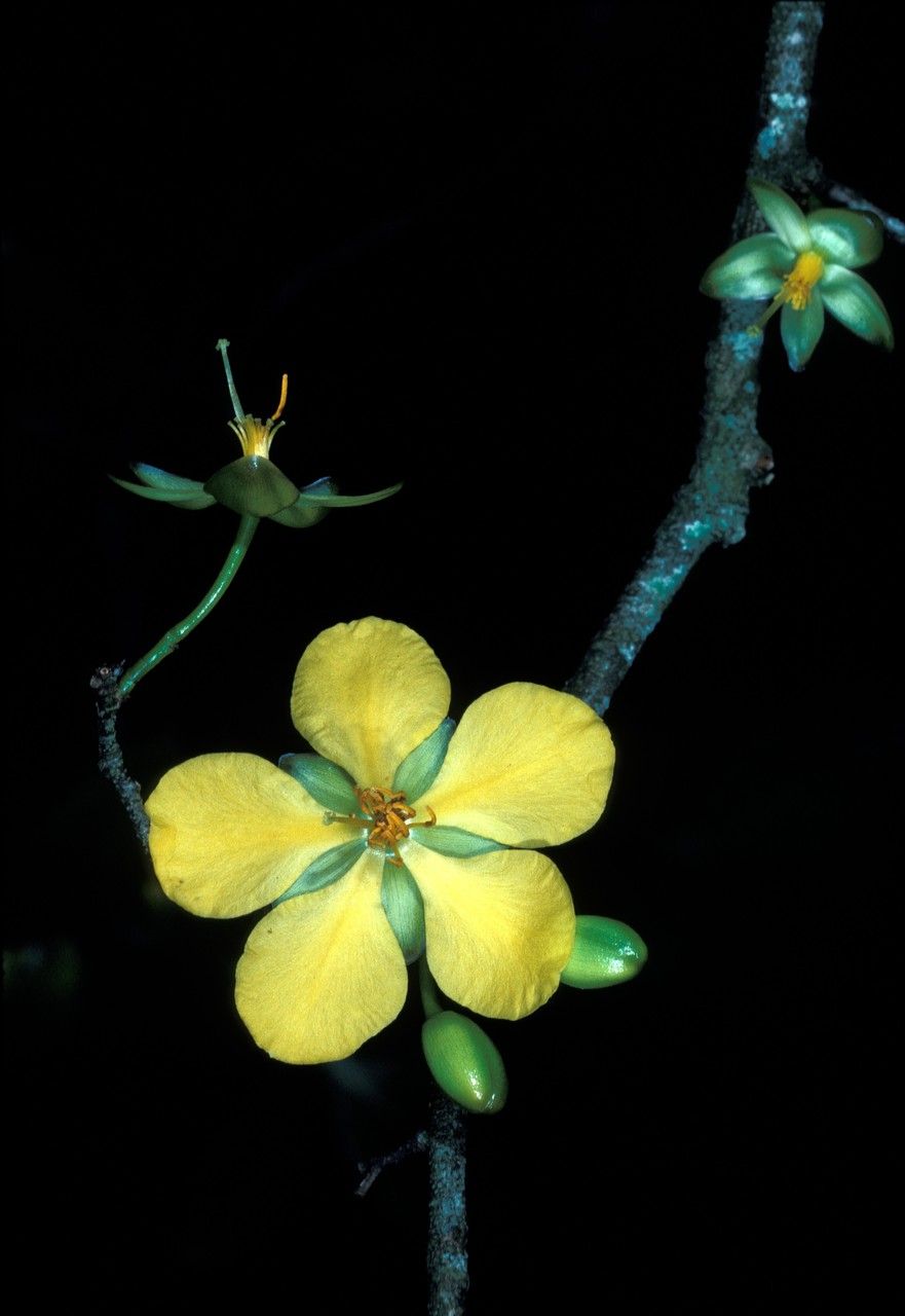 Ochna kirkii flower