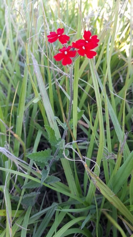 Glandularia peruviana habit