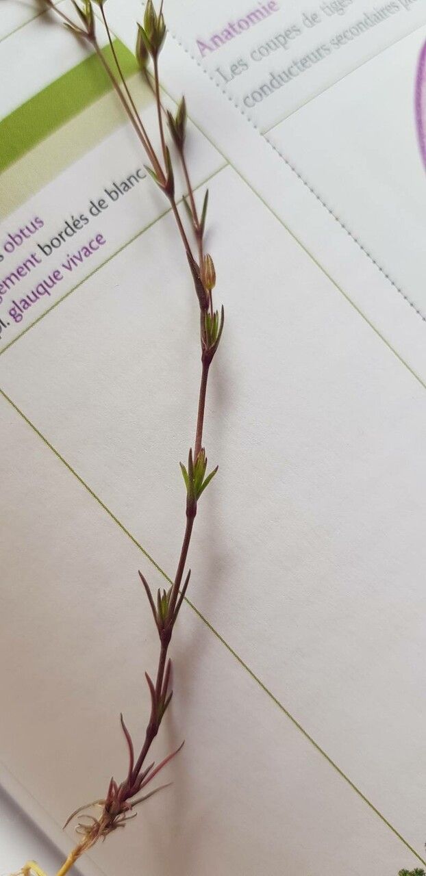 Minuartia hybrida leaf