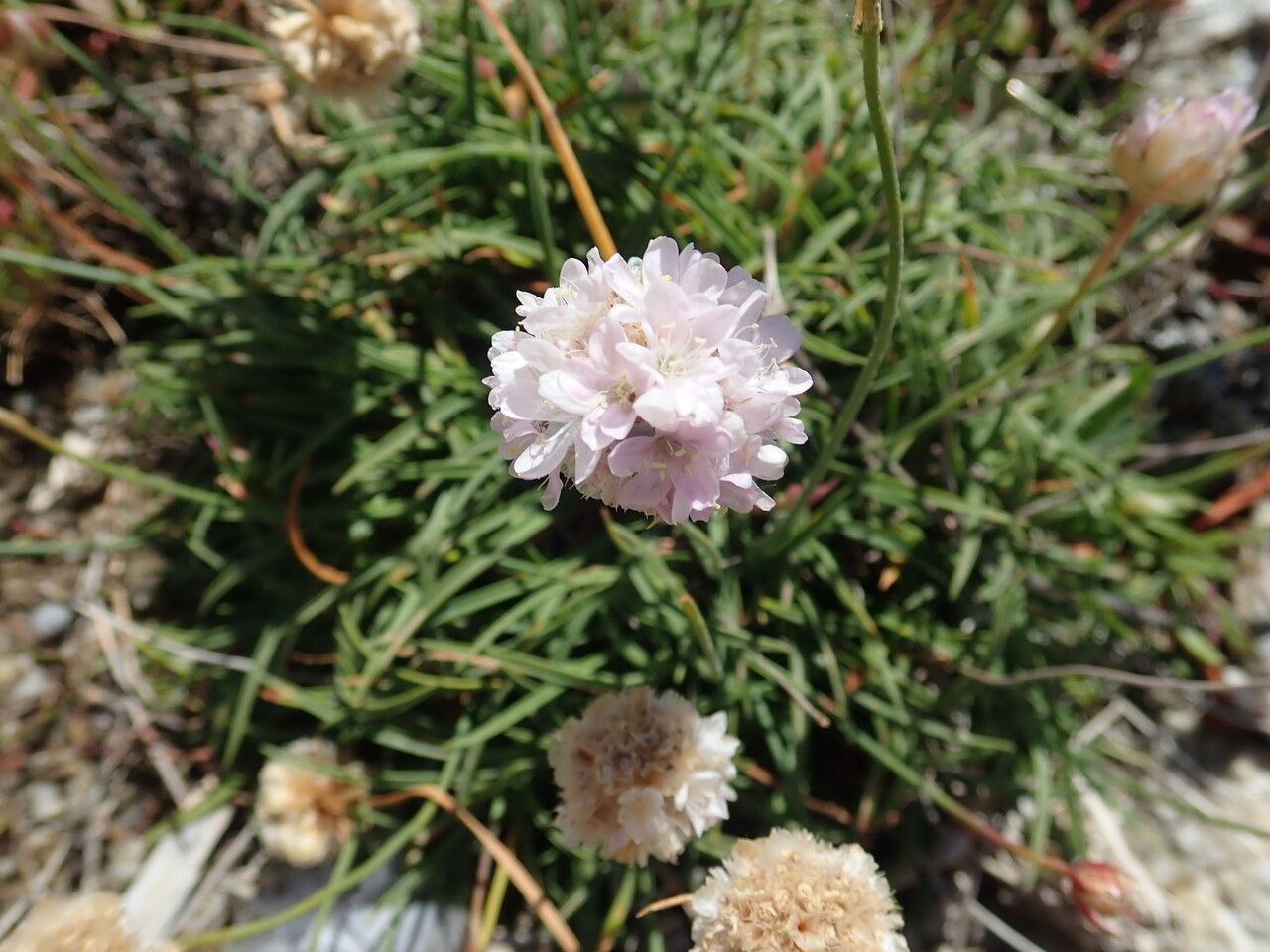 Armeria ruscinonensis flower