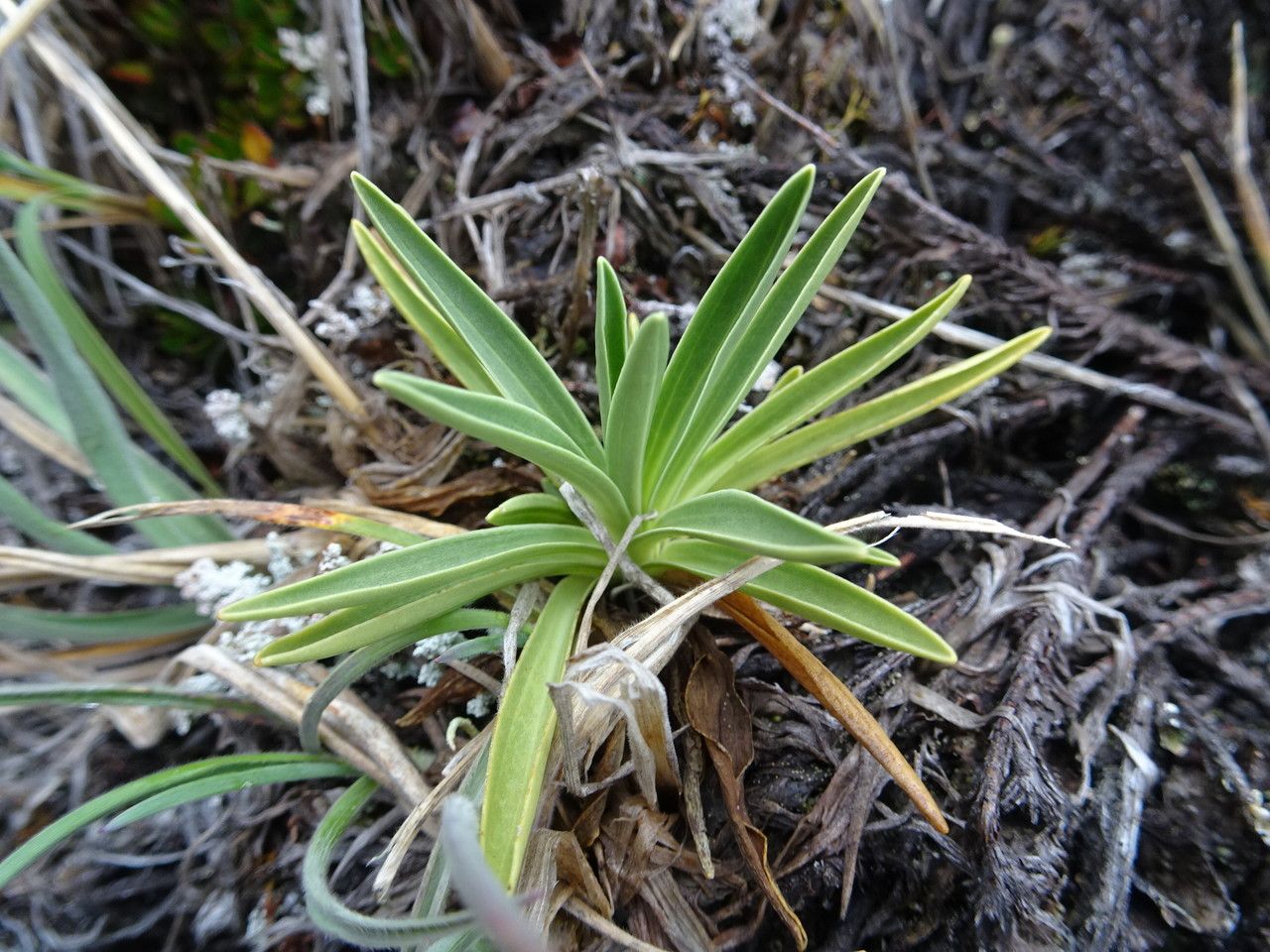 Halenia campanulata leaf