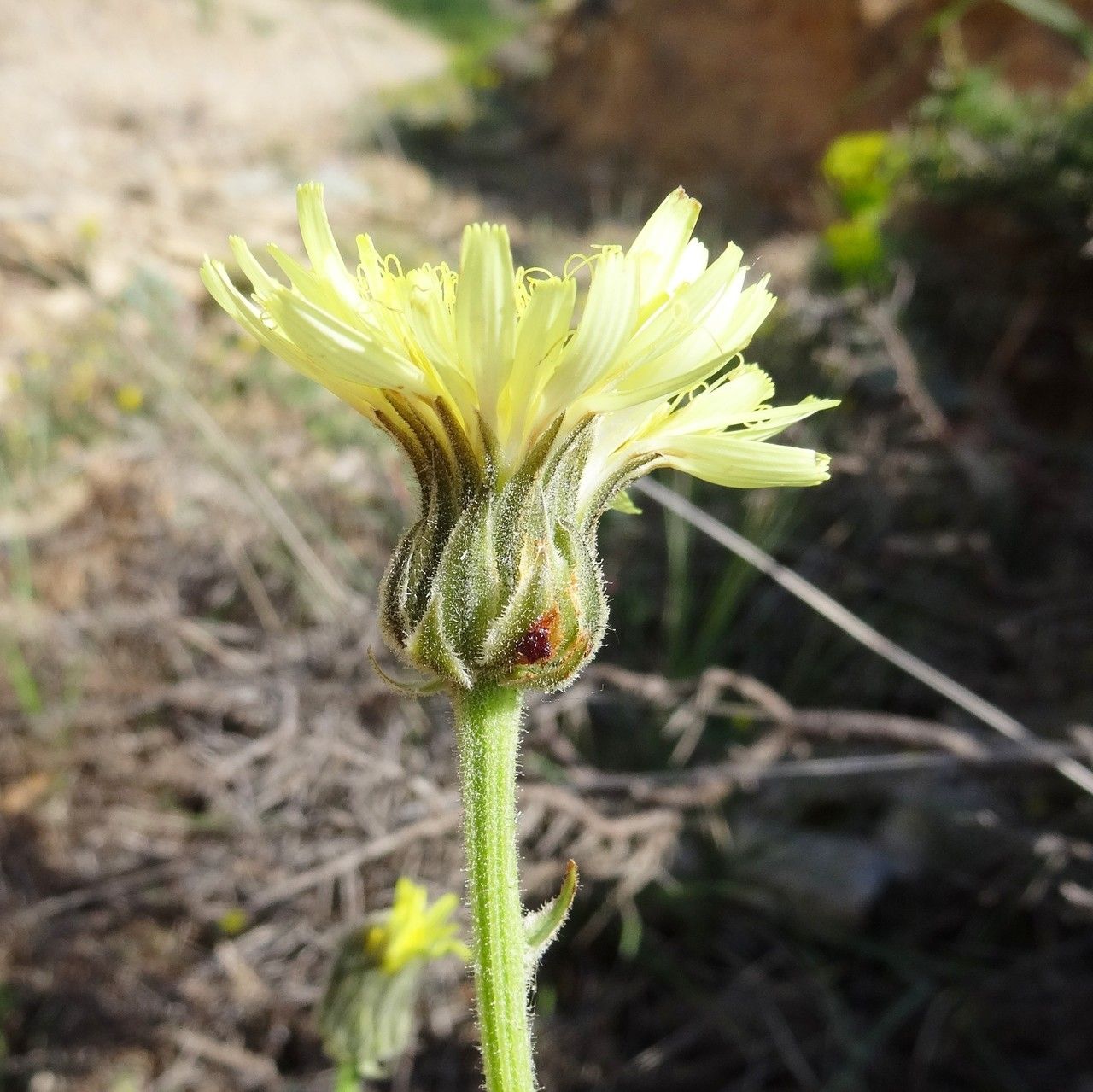 Hieracium pallidum flower