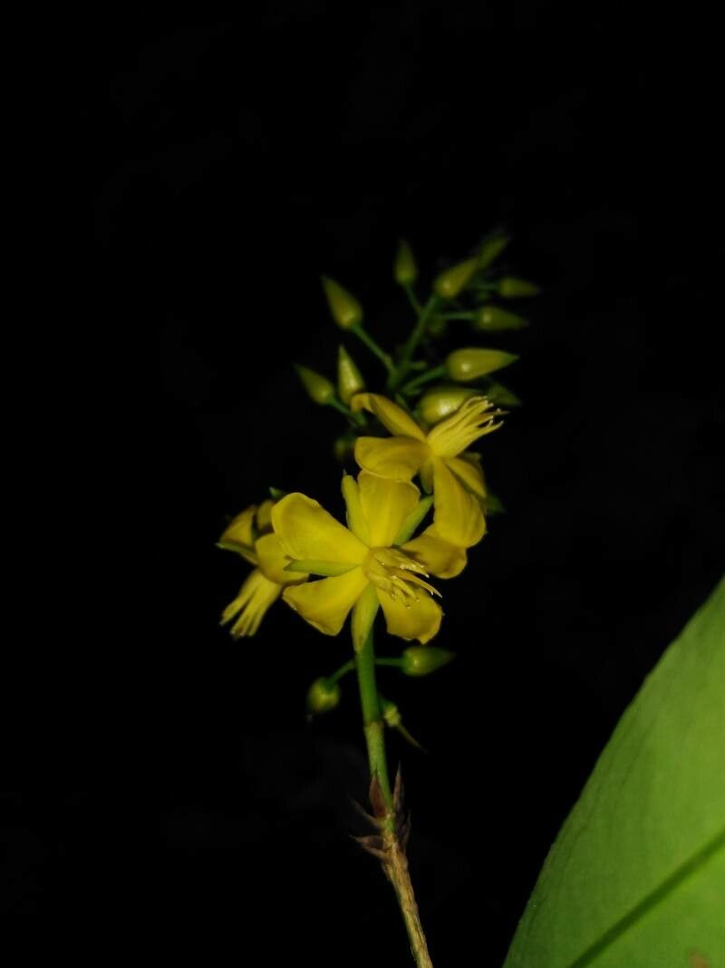 Ouratea lucens flower