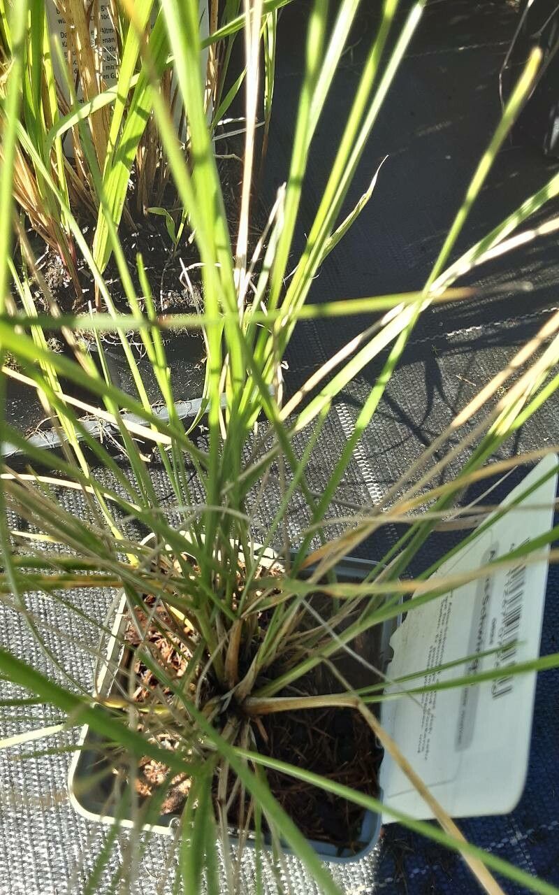 Lolium mairei — search result for 'Lolium'