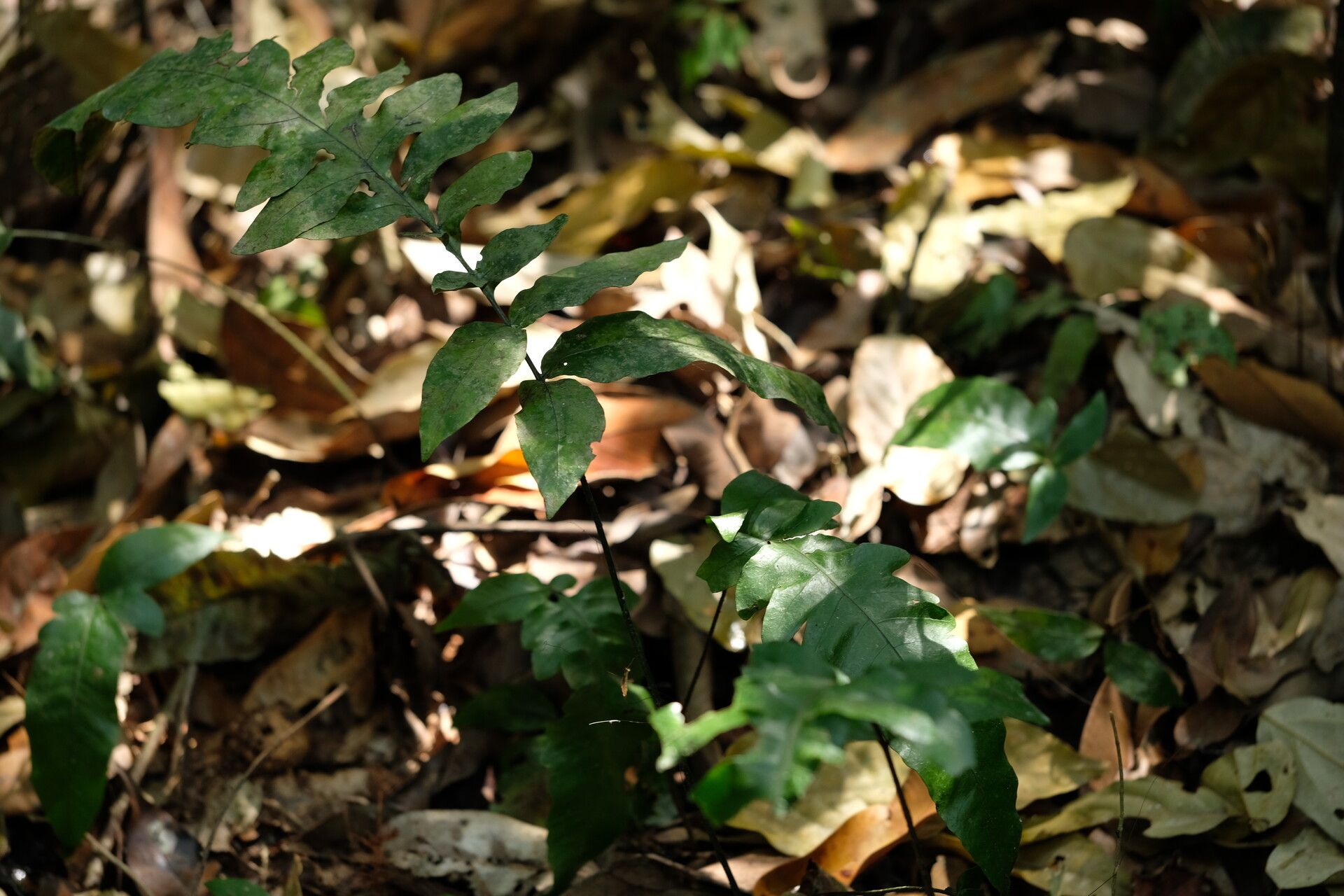 Bolbitis boivinii habit