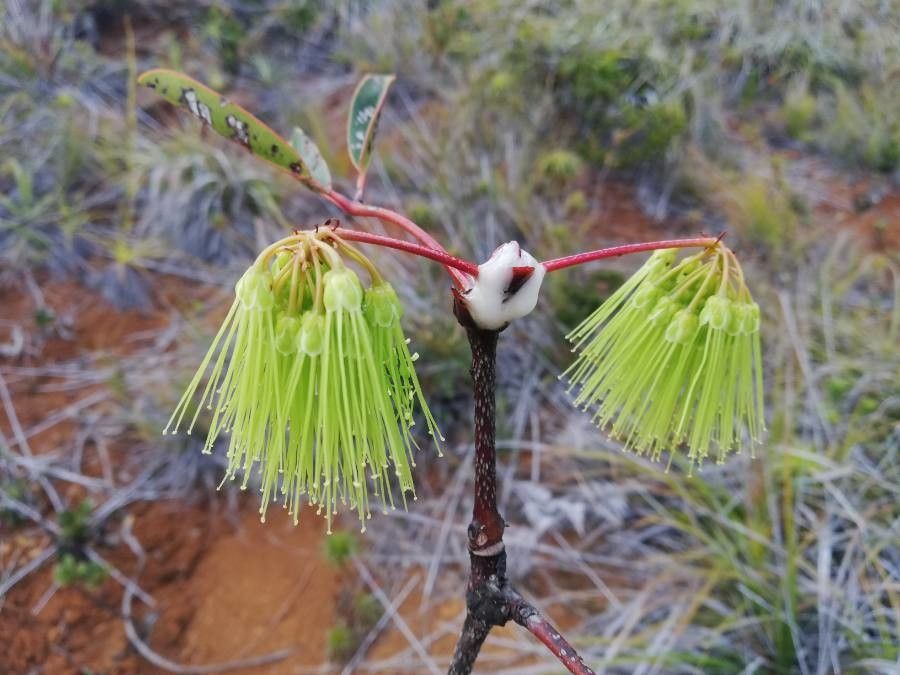 Cunonia macrophylla flower