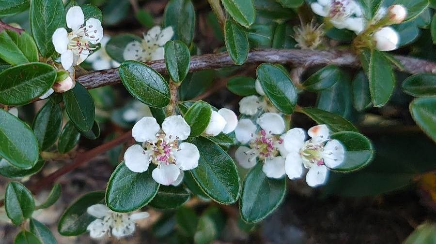 Cotoneaster dammeri flower