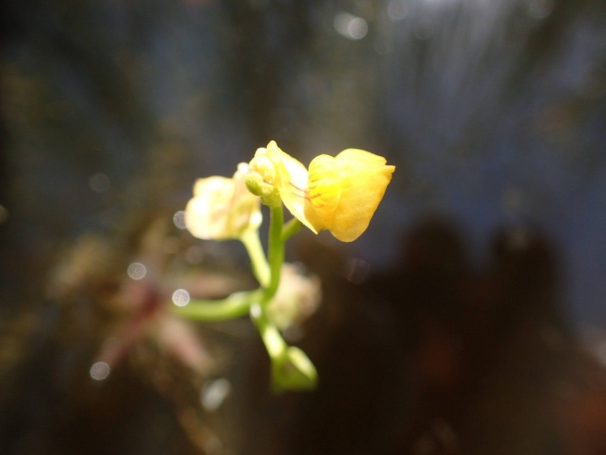 Utricularia stellaris flower